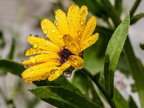 Первый день лета в Смоленске будет дождливым