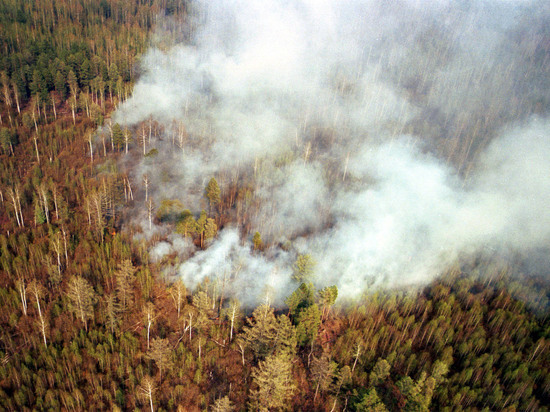Площадь пожаров в лесах России сократилась на 4,5 тыс. га