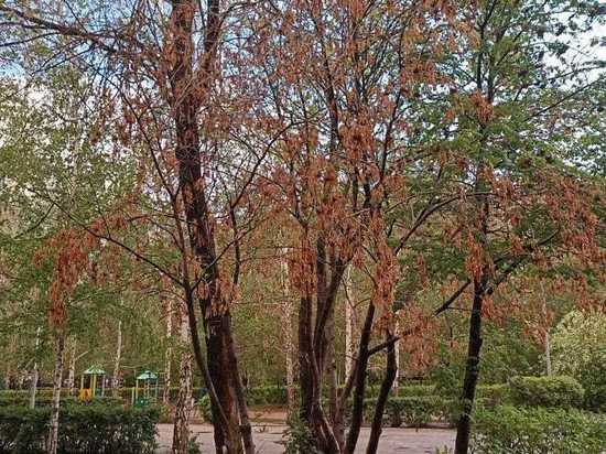 В Оренбурге на улицах, в скверах и парках много погибших деревьев