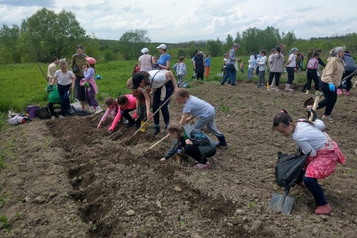 Огородный сезон начался картинки