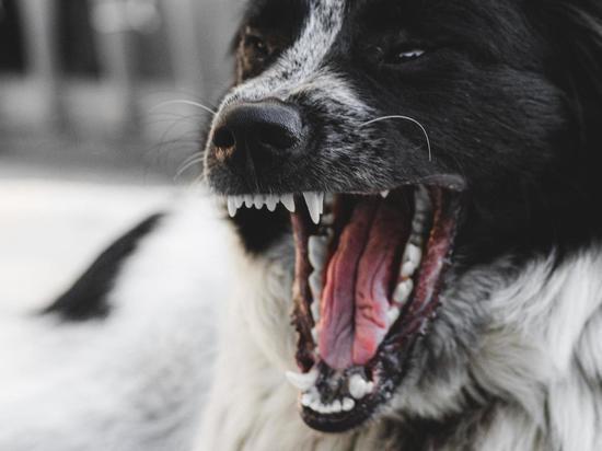 Специалисты изловят стаю агрессивных собак, оккупировавшую кемеровские дворы