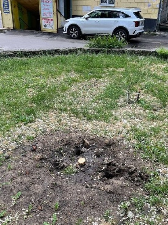В воронежском сквере «Пионерский» спилили только что посаженные липы: делом займется полиция
