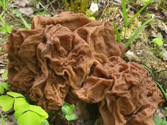 Отправляющихся в леса Ленобласти петербуржцев предупредили об опасных грибах в форме мозгов