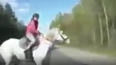 В сети появилось видео ДТП под Гусь-Хрустальным с наездом на лошадь с юной наездницей  