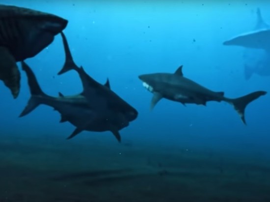 Nature Communications: большие белые акулы извели мегалодонов