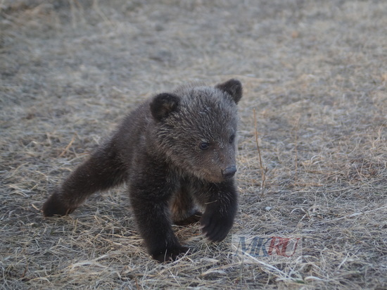 В МЧС предупредили об агрессивных медведях в парке Ергаки в Красноярском крае