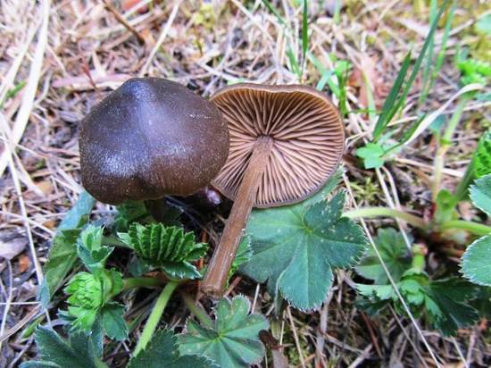 Южноуральцев предупредили о появлении ядовитых грибов