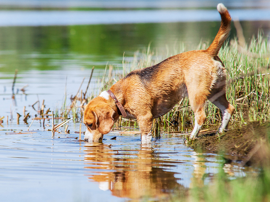 Кинологи объяснили почему нельзя поить собак из уличных водоемов