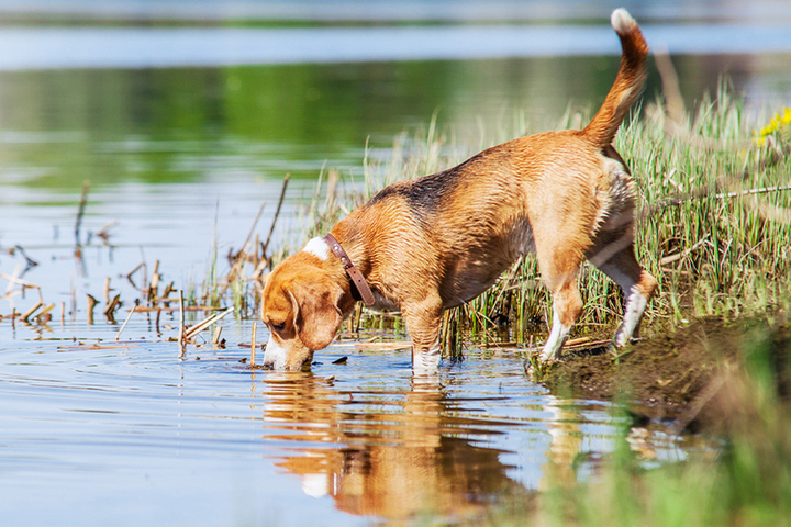 Кинологи рассказали почему нельзя поить собак из уличных водоемов