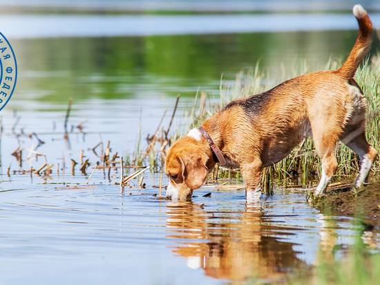 Чем опасна вода из водоемов для собак