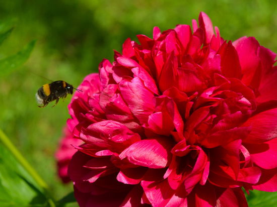 В Ботаническом саду Донецка расцвели пионы