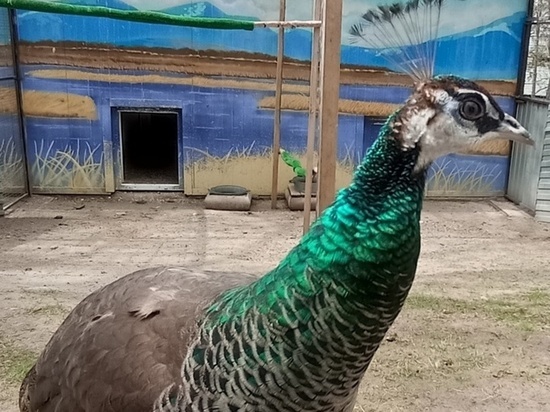 Хабаровчане придумали имена павлинам из зоосада