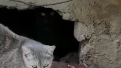В Рыбинске уличные крысы дружат с дворовыми котами
