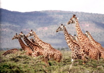 Загадку эволюции шеи жирафов помогла понять находка их ископаемого родственника.