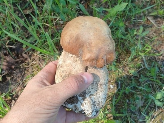 Первый белый гриб нашли в Новосибирске