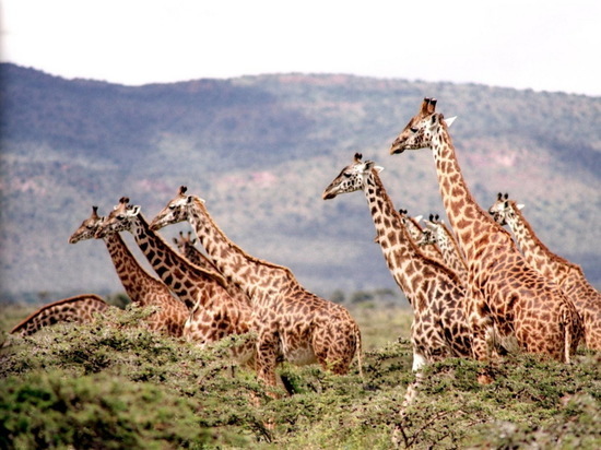 Ископаемый родич жирафа помог понять назначение длинной шеи