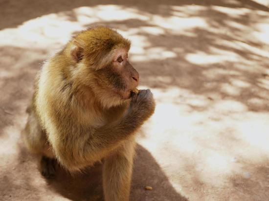 Роспотребнадзор: иммунитет от ветрянки не спасает от заражения оспой обезьян