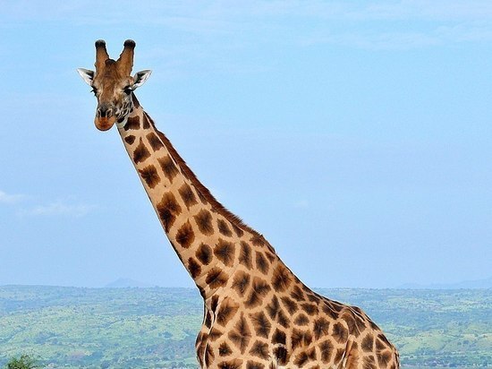 Древние "единороги" помогли разгадать секрет шеи жирафа