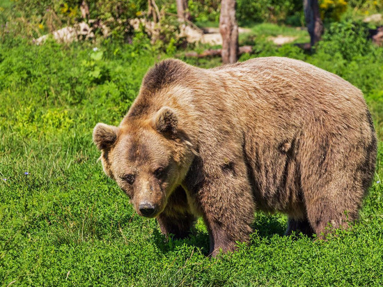 В Минприроды Удмуртии пояснили участившиеся случаи встречи медведей и людей возле начеленных пунктов