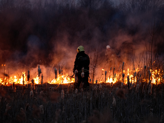 28 лесных пожаров зафиксировали в Псковской области с начала пожароопасного сезона