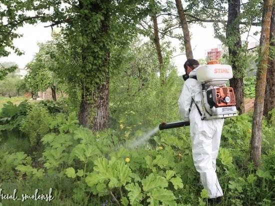 В Смоленске начали борьбу с борщевиком