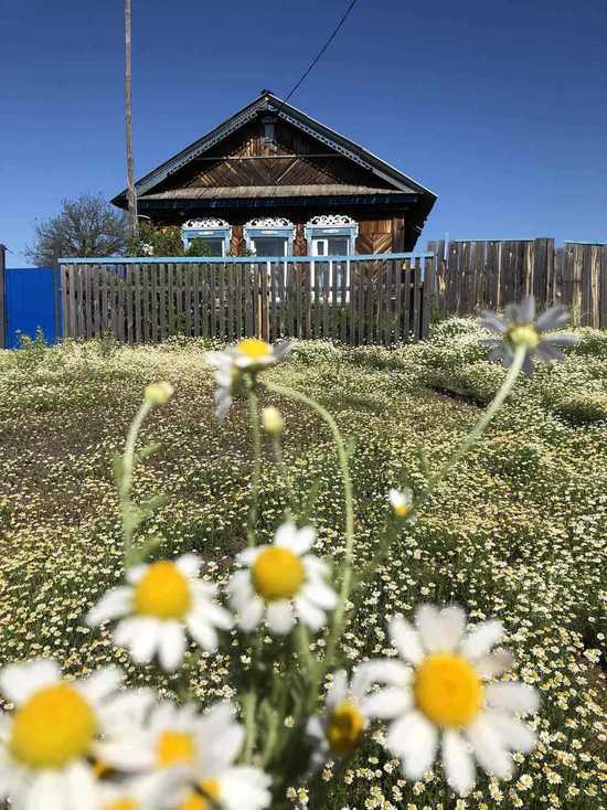 В Оренбургской области несколько сел атаковали ромашки