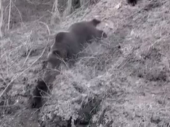 Жители Сахалина обсуждают видео с медведицей, которая приучала медвежонка к самостоятельности
