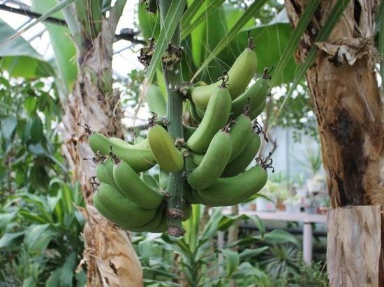 В Кисловодске юннаты выращивают бананы