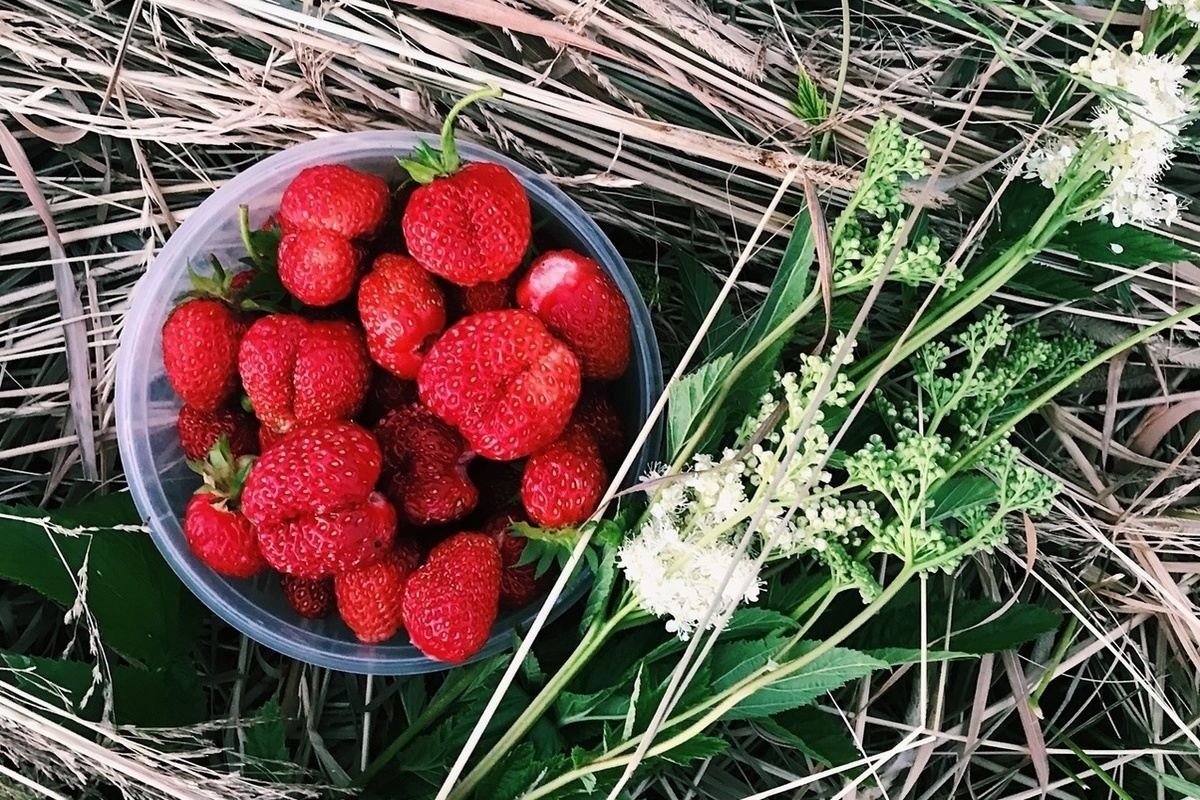 Какая клубника. Клубника Sema. Клубника в Яру. Фото земляники и клубники. Наесться клубники.