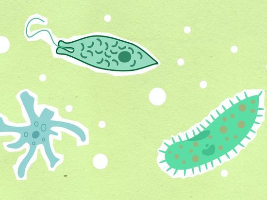 В Ижевском пруду обнаружили новый вид амеб