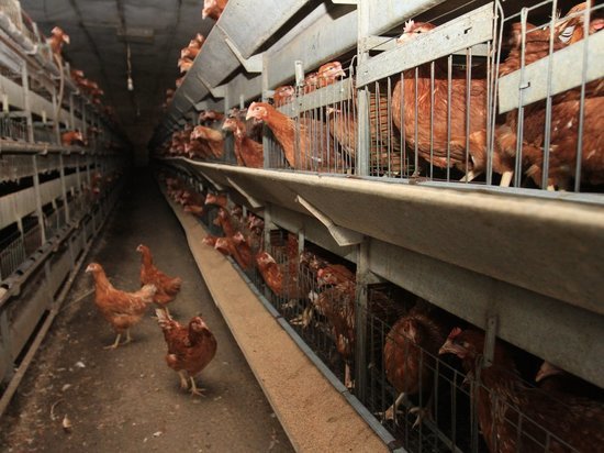Переработку мяса птицы в Дагестане успешно ведёт СПоК «Дерия»