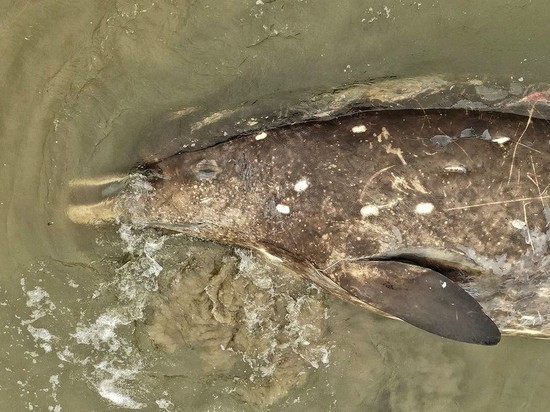 Крупное морское животное выбросило на побережье Сахалина