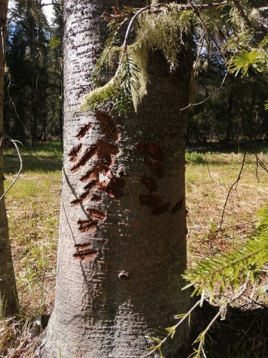Южноуральцам показали, как выглядит чесальное дерево кабанов