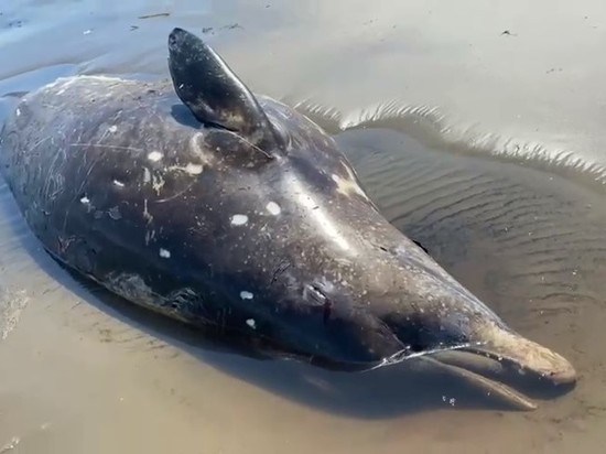 Ученые разберутся в причинах гибели кита на Сахалине