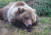 В Ермаковском районе Красноярского края ввели карантин из-за обнаружения в туше убитого медведя опасного паразита