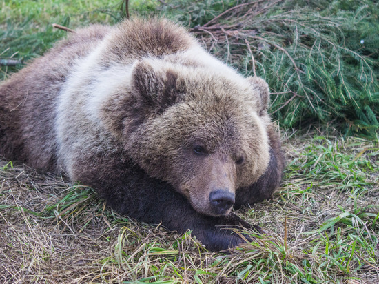 В Красноярском крае ввели карантин из-за смертельного паразита у медведя