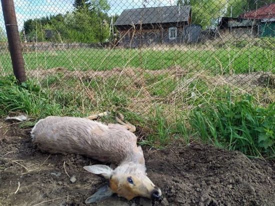 В северном райцентре Омской области погибла забежавшая из леса косуля
