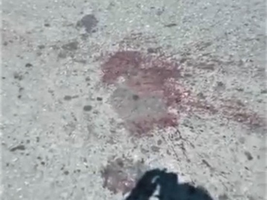 «Это все кровь»: сахалинцы обнаружили на дороге мертвых лисят