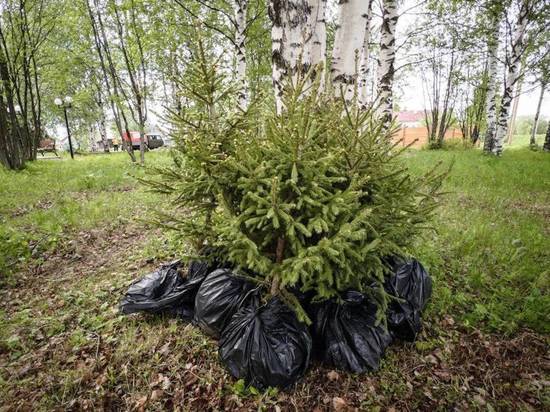 В Архангельской области самые ранние посадки деревьев состоялись в начале мая на юге региона, а массовые высадки в связи погодными условиями начались в начале июня