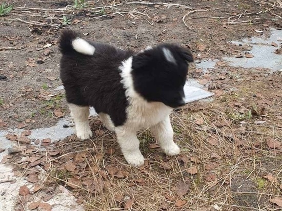 Собаку со щенками бросили на развалинах расселенки в Ноябрьске