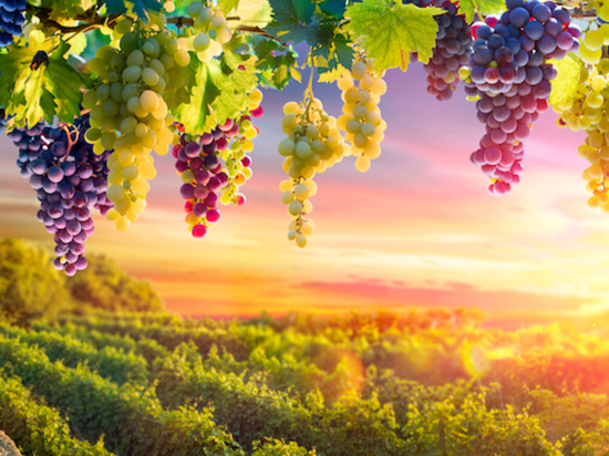 На ПМЭФ-22 пройдет сессия о виноградарстве и виноделии