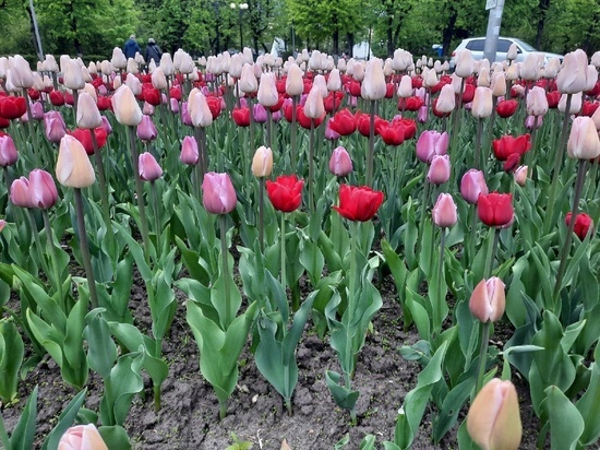 За лето в Калуге высадят 167 тысяч цветов