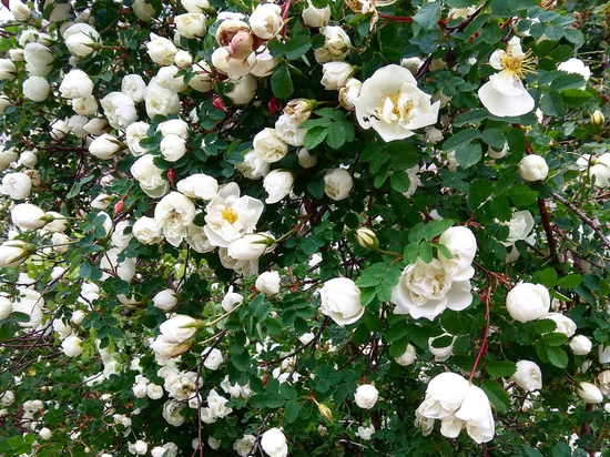 8 июня в Смоленской области будет тепло