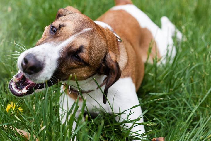 Кинологи рассказали почему собаки едят траву