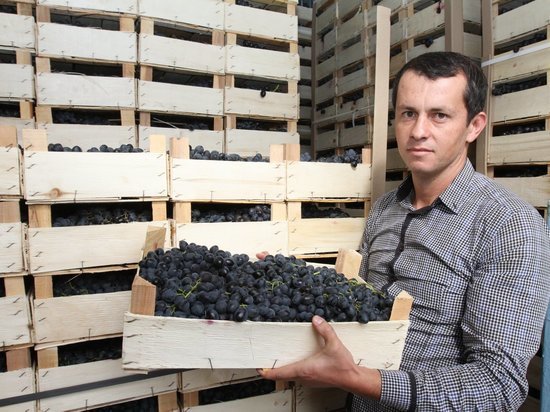 Виноградари Дагестана могут рассчитывать на господдержку