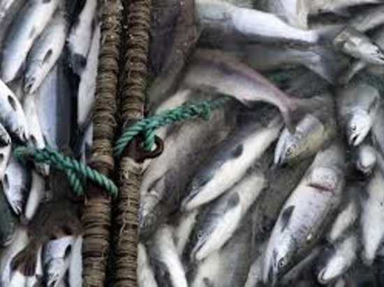 Вопросы рыболовства обсудили в столице Чукотки