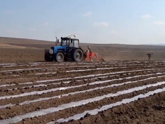 Картофеля в Забайкалье посадили больше на 100 га, чем в прошлом году