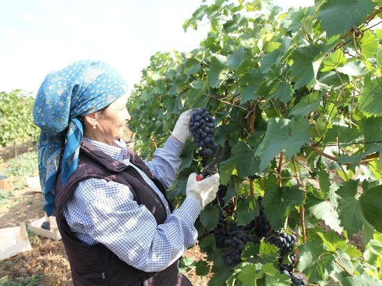 Около 900 га новых виноградников заложат в Дагестане