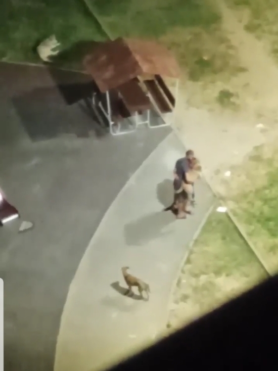 В Сочи неадекватный мужчина бросил собаку на асфальт