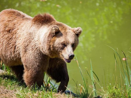 "Оставили бы в покое": новосибирец снял убегающего из села медведя